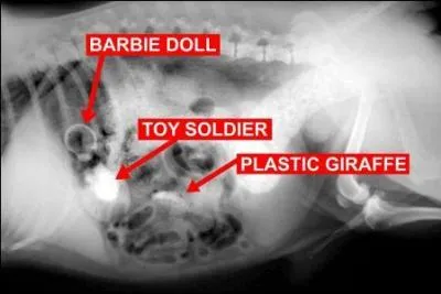 Hum, ce chien avait bon appétit, il a avalé...