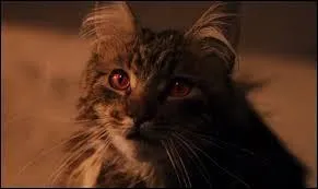 À qui appartient le chat retrouvé "apparemment" mort ?