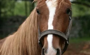 Quiz Galop 2