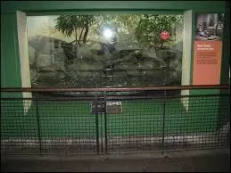 À quel animal Harry parle-t-il dans le zoo ?