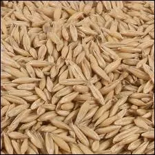 Quel est cet aliment ?