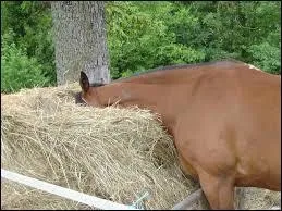Combien de litres peut contenir l'estomac d'un cheval ?