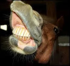 Combien de dents a une jument ?
