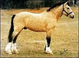 Quelle est la particularité de la race curly ?