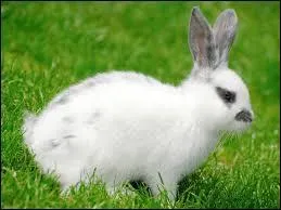 À quelle grande famille appartient le lapin ?