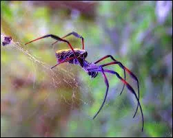 Combien d'araignées sont dangereuses pour l'homme ?