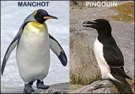 Quel oiseau, vivant sur l'un des deux Pôles, ne sait pas voler ?