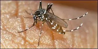 Tous les moustiques piquent.