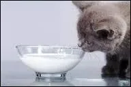 Donner du lait à son chat est une mauvaise idée. Pourquoi ?