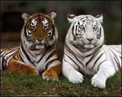 Où vivent les tigres ?