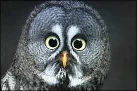 Quel animal est la femelle du hibou ?