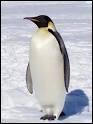 Les pingouins volent-ils ?