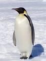 Quiz Animaux