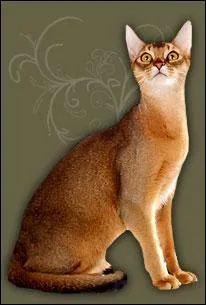 Quelle est la région et quel est le nom d'origine de ce chat ?