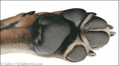 Pourquoi dit-on que le chien est digitigrade ?