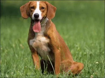 Quel aliment est dangereux pour le chien ?