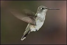 Cet oiseau est pr&eacute;sent aux &Eacute;tats-Unis et au Canada. Quelle est cette esp&egrave;ce de colibri ?