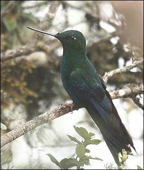 Cet oiseau vit en Bolivie, en Colombie, Équateur et Pérou. C'est le...