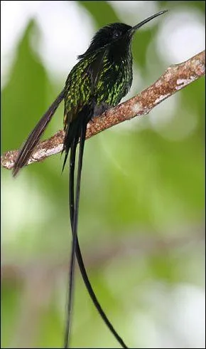 Vous aurez la chance de le voir en Jama&iuml;que. C'est le...