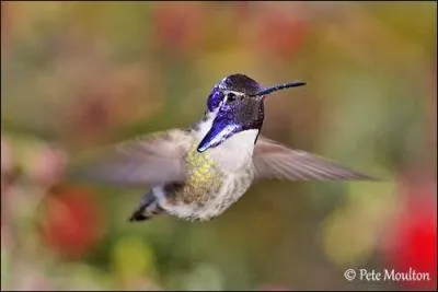 Comment s'appelle ce colibri ?
