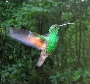Retrouvez le nom de ce colibri !