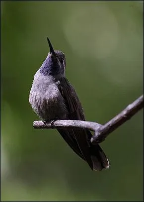 Cet oiseau peut atteindre 11, 5 &agrave; 12, 5 cm de long pour un poids de 6 &agrave; 10 grammes. C'est le...