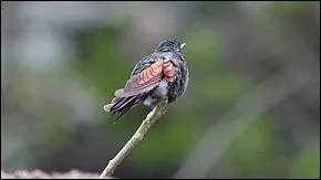 Regardez bien l'image, et cherchez son nom.