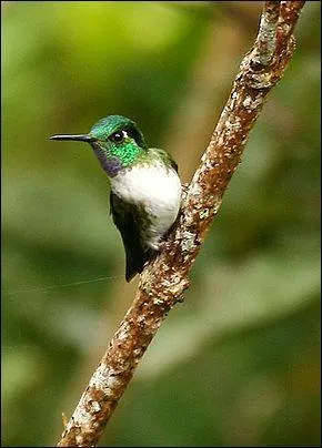 Ces colibris sont pr&eacute;sents au Costa Rica et au Panama. Sur l'image, c'est un...