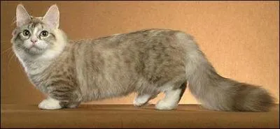 Poisson à grosse tête et à large bouche, aussi appelé cotte :