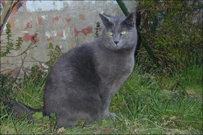 Jeune pieuvre comestible des Antilles :