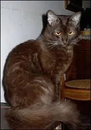 Filet de pêche en forme de vaste entonnoir, traîné sur le fond de la mer ou entre deux eaux par un bateau de pêche :