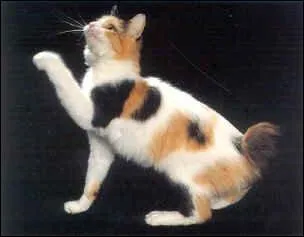 Appareil à bascule servant à puiser l'eau d'un puits, d'un point d'eau ou d'un cours d'eau :