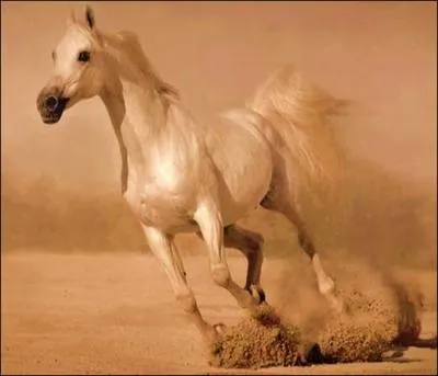 Le galop est une allure...