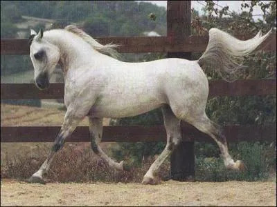 Quelle est la vitesse moyenne d'un cheval au trot ?