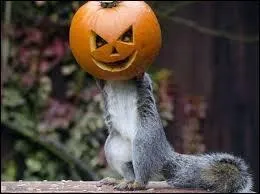 Comment s'appelle cet animal ?