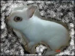 Comment s'appelle cet animal ?