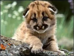 Comment s'appelle cet animal ?