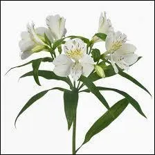 Elle existe en fleur coupée et en plante fleurie. Elle porte les noms de ...