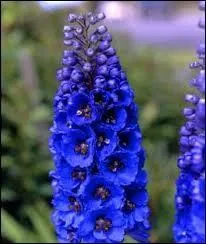 Quels sont les nom de cette fleur ?