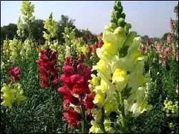 Pouvez-vous me donner les nom de cette fleur ?