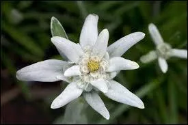 Cette belle petite fleur porte les noms de ...