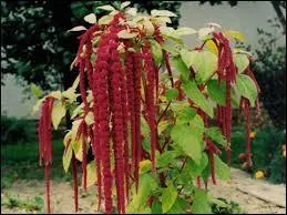 Les noms de cette fleur sont ...