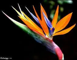 Cette fleur porte les noms de ...