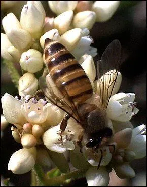 Dans lequel de ces pays n'aurez-vous pas la chance de voir l'abeille asiatique ?