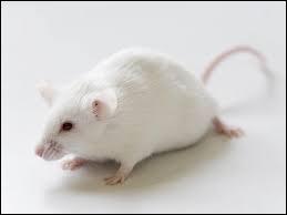 Que mange la souris lorsqu'elle vit dans la nature (à l'état sauvage) ?