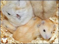 Les hamsters sont des animaux parfaits pour les enfants.