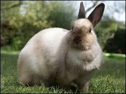 Le lapin est un...