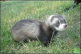 Pourquoi le furet sent-il mauvais et comment se débarrasser de son odeur ?