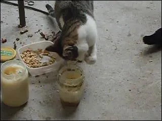 Je suis allergique aux poils de chat !