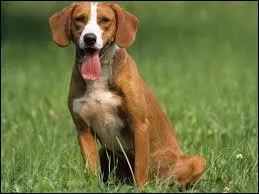 Quel est l'aliment, dont nous raffolons presque tous, qui est nocif pour le chien ?